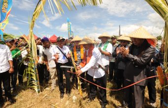 PANEN RAYA JAGUNG KELOMPOK TANI RIAM REMO DESA PENYARING