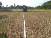 Di Musim Kemarau Petani Sekitar Jalan Lintas Samota Mengandalkan Air Sumur Bor Dan Kali Mati