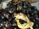 KEONG HITAM BUMBU TUMIS