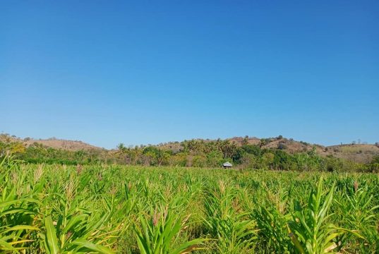 Penyaring Menunggumu