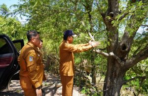 Bupati Sumbawa Tinjau Persiapan Sekolah Rakyat dan Progres Jalan Menuju Batalyon Kerekeh