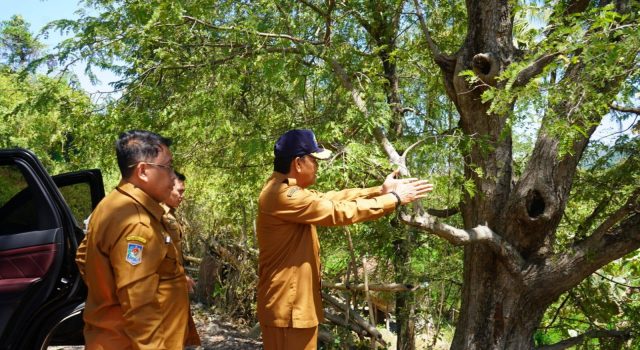 Bupati Sumbawa Tinjau Persiapan Sekolah Rakyat dan Progres Jalan Menuju Batalyon Kerekeh
